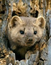 Pine marten what 2025 do they eat